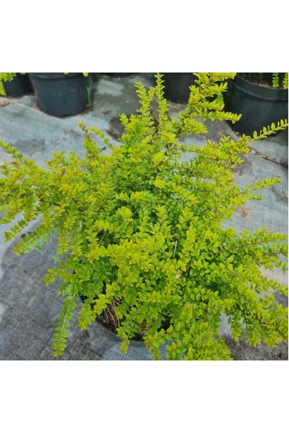 Жимолость блискуча - 5л/вис.35-45см/Ø30-40см